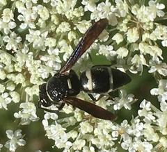 Euodynerus megaera