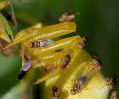 Trachysiphonella ruficeps