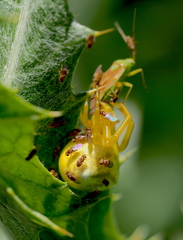 Trachysiphonella ruficeps