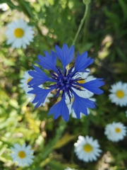 Centaurea cyanus