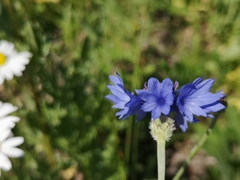 Centaurea cyanus