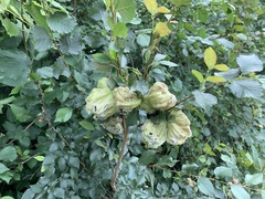 Eriosoma lanuginosum