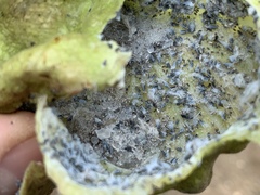 Eriosoma lanuginosum