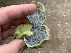 Eriosoma lanuginosum