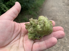 Eriosoma lanuginosum