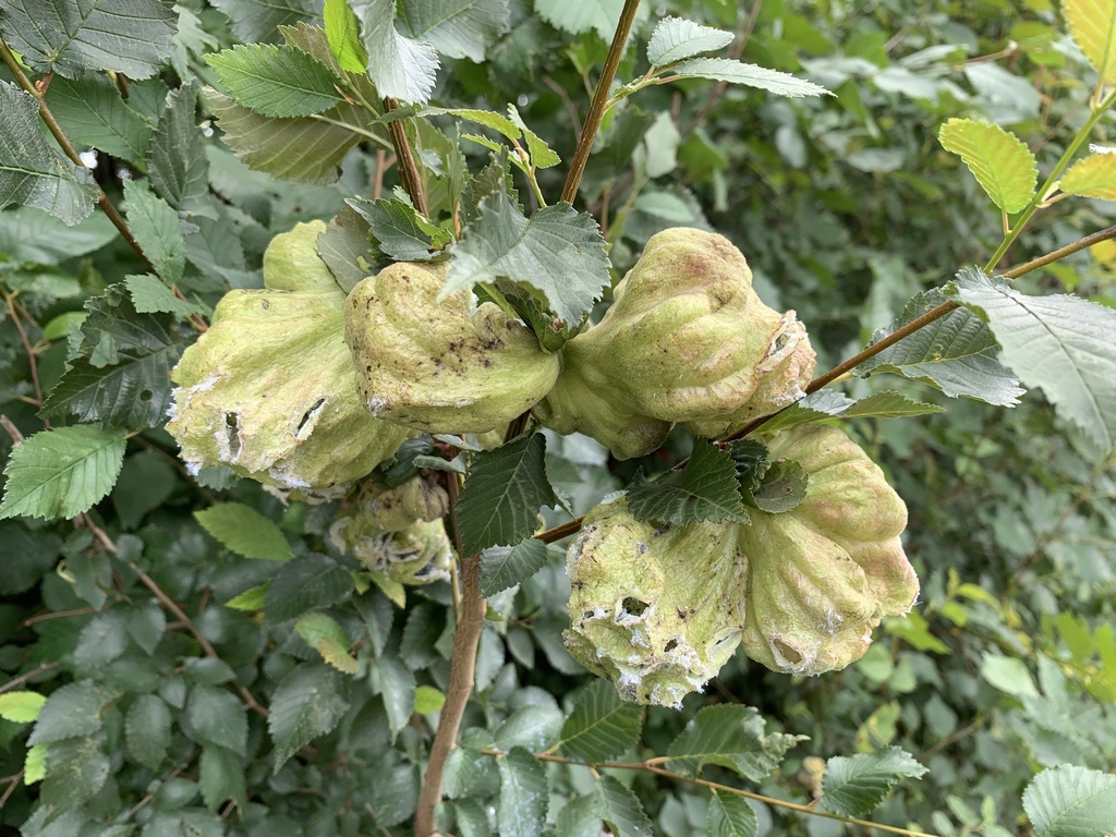 Elm Balloon-gall Aphid