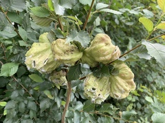 Eriosoma lanuginosum