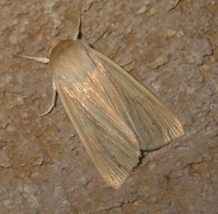 Mythimna oxygala