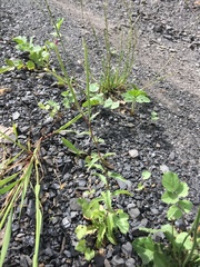 Epilobium lanceolatum