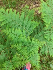 Pteridium aquilinum