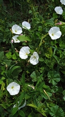 Convolvulus arvensis
