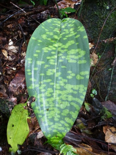 Dracaena phrynioides