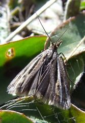 Orocrambus corruptus