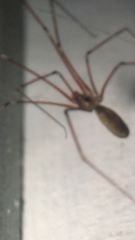 Pholcus phalangioides