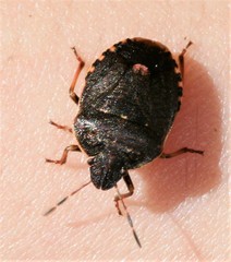 Holcostethus tristis