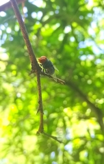 Calliphoridae