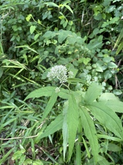 Eupatorium makinoi
