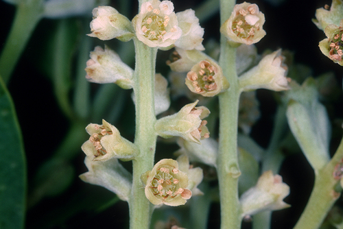Laguncularia racemosa - Whole tree