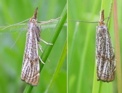 Thisanotia chrysonuchella