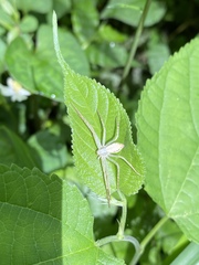 Philodromus auricomus