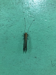 Ascalohybris subjacens