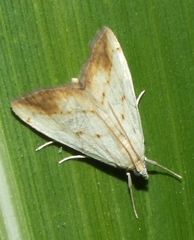 Evergestis extimalis