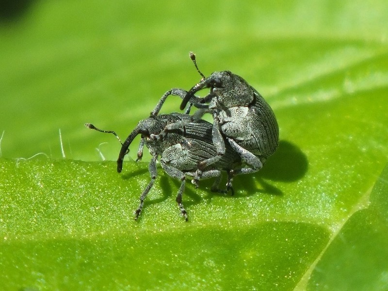 Cabbage Curculio