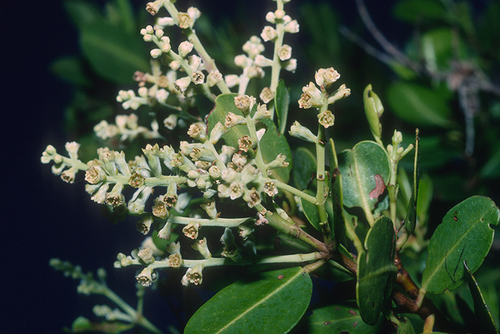 Laguncularia racemosa - Leaves