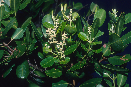 Laguncularia racemosa - Whole tree