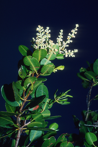 Laguncularia racemosa - Leaves
