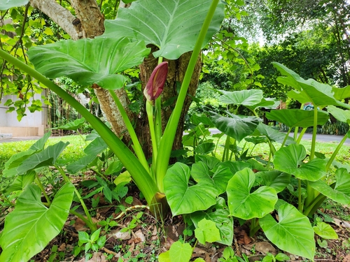 Dwarf taro (Englerarum montanum)