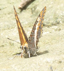 Charaxes saturnus saturnus