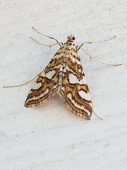 Elophila ekthlipsis