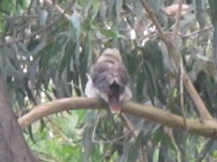 Dacelo novaeguineae novaeguineae