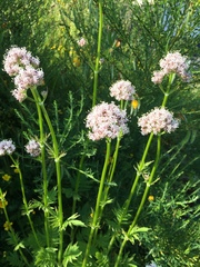 Valeriana officinalis