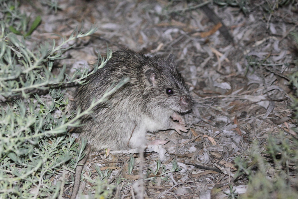 Long-haired Rat