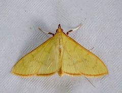 Epicorsia oedipodalis