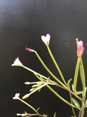 Epilobium lanceolatum