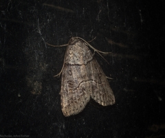 Calathusa hypotherma