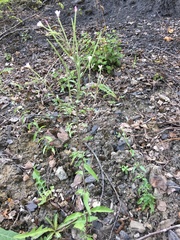 Epilobium lanceolatum