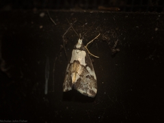 Philenora chionastis