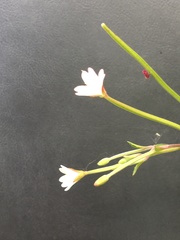 Epilobium lanceolatum