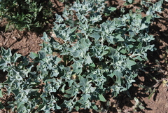 Chenopodium incanum