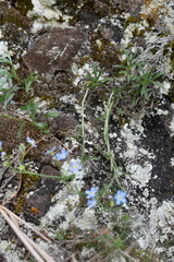 Eritrichium uralense