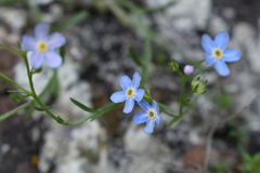 Eritrichium uralense