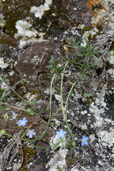 Eritrichium uralense