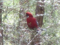 Platycercus elegans elegans