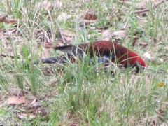 Platycercus elegans elegans