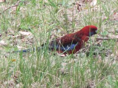 Platycercus elegans elegans