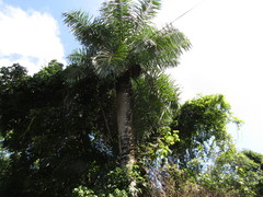 Acrocomia intumescens